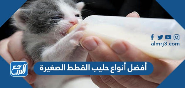 أفضل أنواع حليب القطط الصغيرة