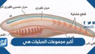 أكبر مجموعات الحبليات هي