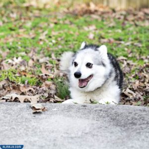 ألاسكا كلي كاي