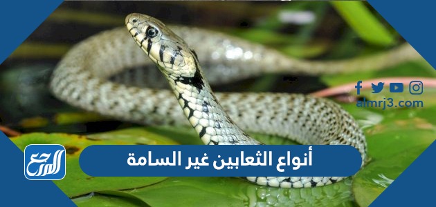 أنواع الثعابين غير السامة