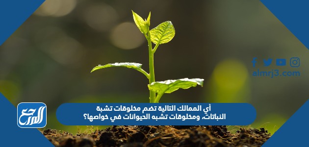 أي الممالك التالية تضم مخلوقات تشبة النباتات، ومخلوقات تشبه الحيوانات في خواصها؟