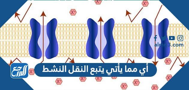 أي مما يأتي يتبع النقل النشط
