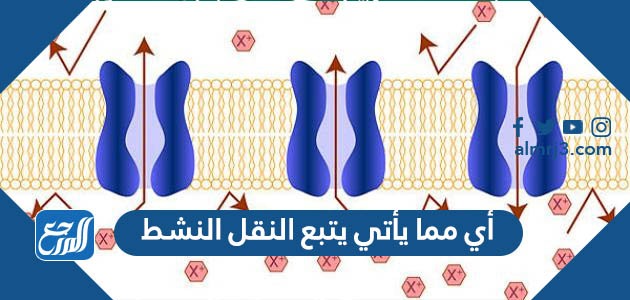 أي مما يأتي يتبع النقل النشط