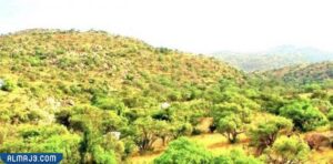 أين تقع بيشة على الخريطة