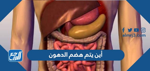 أين يتم هضم الدهون