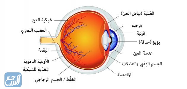الجزء المسؤول في العين عن تجميع الضوء الداخل إلى العين