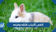 اخفى الارنب قلقه وفزعه