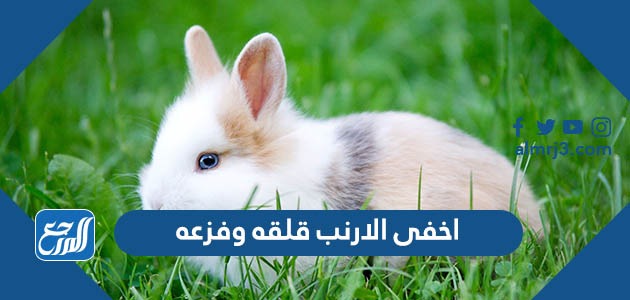 اخفى الارنب قلقه وفزعه