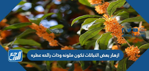 ازهار بعض النباتات تكون ملونه وذات رائحه عطره