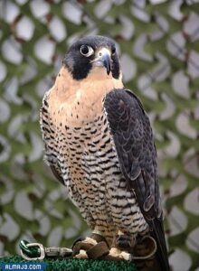 صقر الشَّاهين