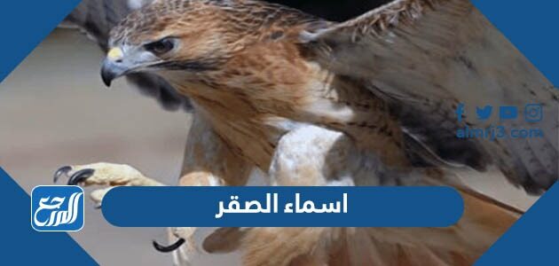اسماء الصقر ومعانيها