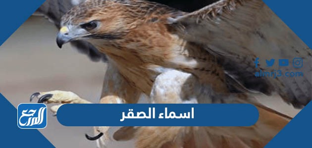 اسماء الصقر ومعانيها