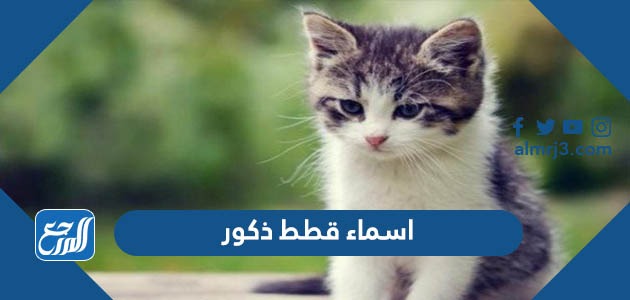 اسماء قطط ذكور