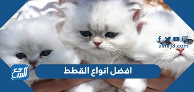 افضل انواع القطط