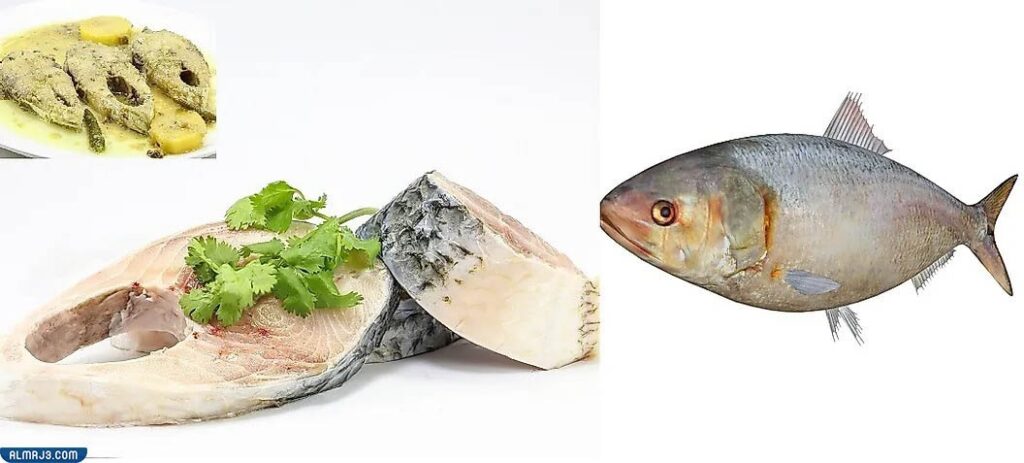 الأسماك في السعودية