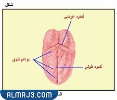 الإنسان الزهري