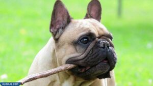 البلدغ الفرنسي