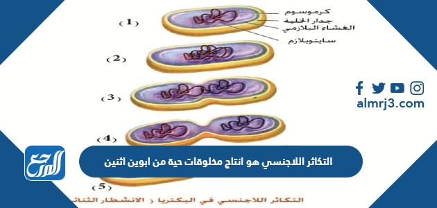 التكاثر اللاجنسي هو انتاج مخلوقات حية من ابوين اثنين