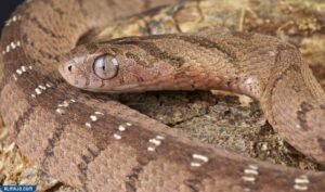 الثعبان آكل البيض الأفريقي