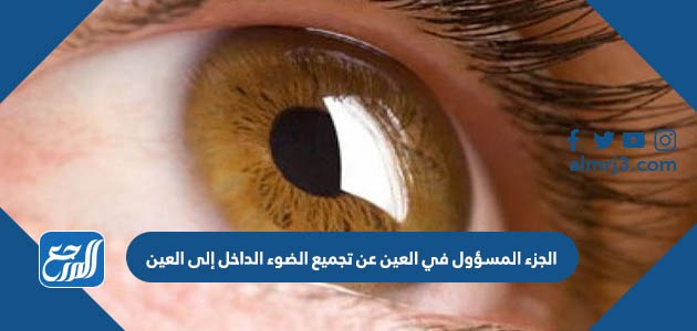 الجزء المسؤول في العين عن تجميع الضوء الداخل إلى العين