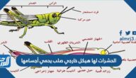 الحشرات لها هيكل خارجي صلب يحمي أجسامها