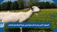 الحيوان الذي يشبه السحلية في دورة الحياة هو الماعز