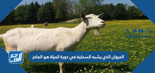 الحيوان الذي يشبه السحلية في دورة الحياة هو الماعز، 