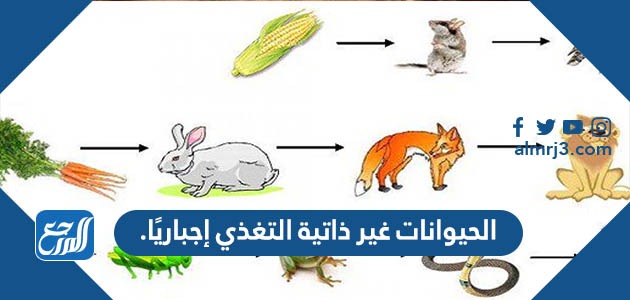 من امثلة الصفة المكتسبة التي لاتورث من الابوين بل تكتسب بالتعلم والتدريب