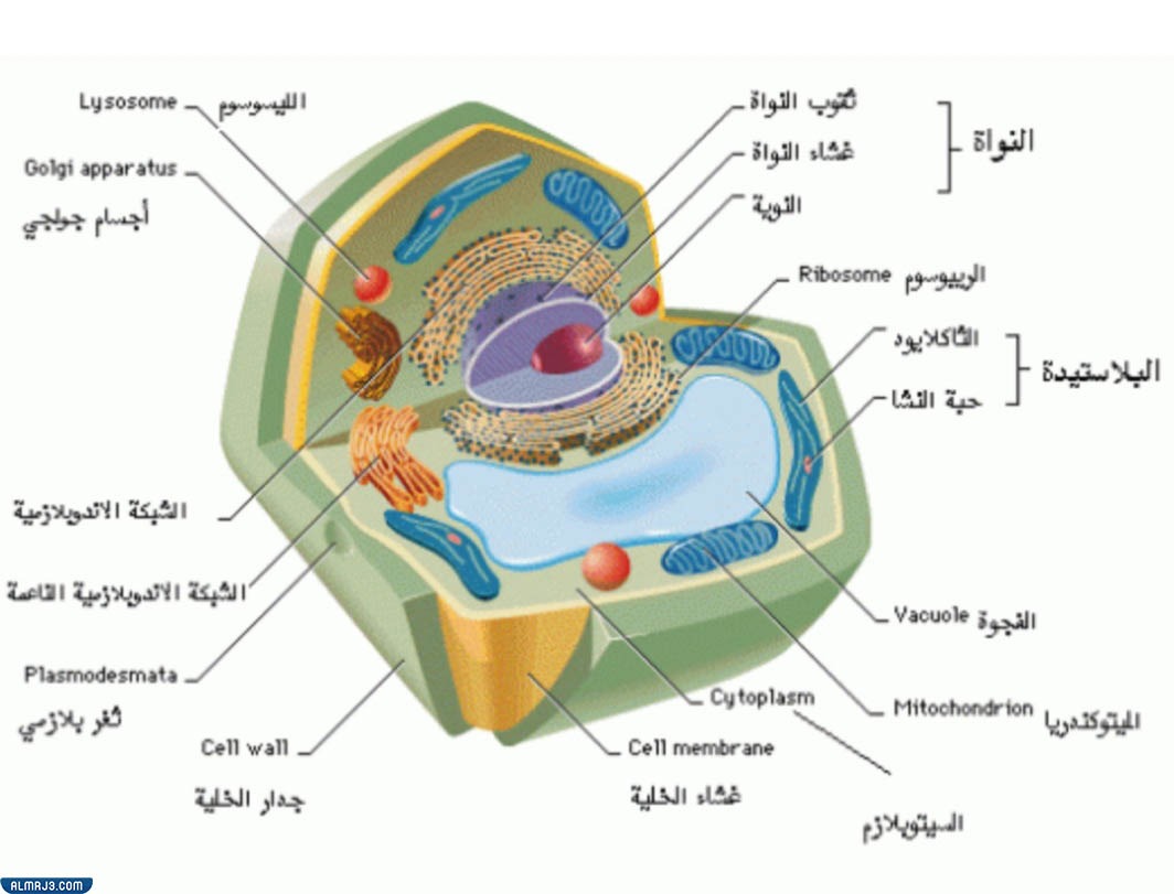 الحيوانية على تختلف النباتية انها في الخلية تحتوي الخلية عن تختلف الخلية