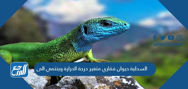 السحلية حيوان فقاري متغير درجة الحرارة وينتمي الى