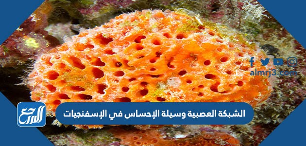 الشبكة العصبية وسيلة الإحساس في الإسفنجيات