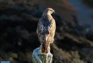 الصقر أحمر الذيل