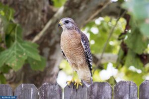 الصقر ذو الكتفين الأحمر