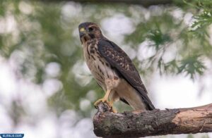 الصقر واسع الجناحين