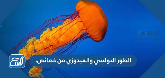 الطور البوليبي والميدوزي من خصائص،