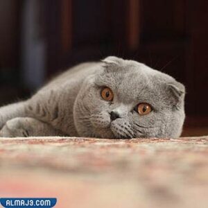 افضل انواع القطط المنزلية - الطية الأسكتلندية The Scottish Fold