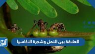 العلاقة بين النمل وشجرة الاكاسيا