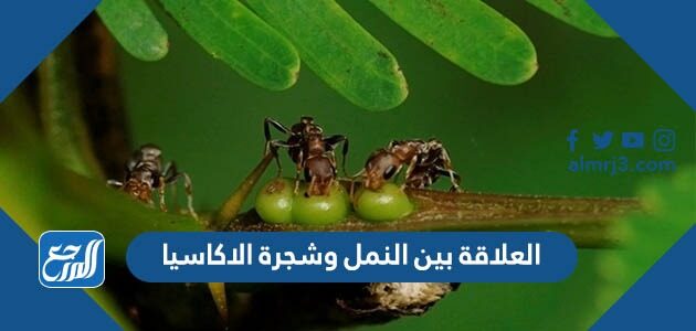 العلاقة بين النمل وشجرة الاكاسيا
