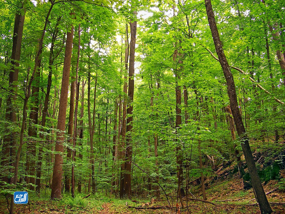 الغابات المتساقطة