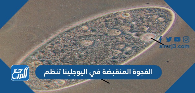 الفجوة المنقبضة في اليوجلينا تنظم