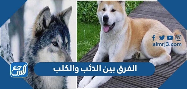 الفرق بين الذئب والكلب