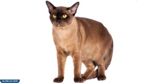 القطط البورمية