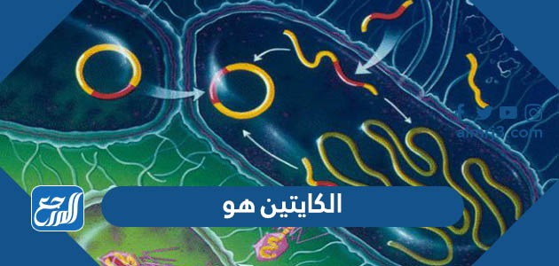 الكايتين هو