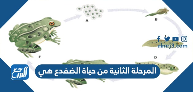 المرحلة الثانية من حياة الضفدع هي