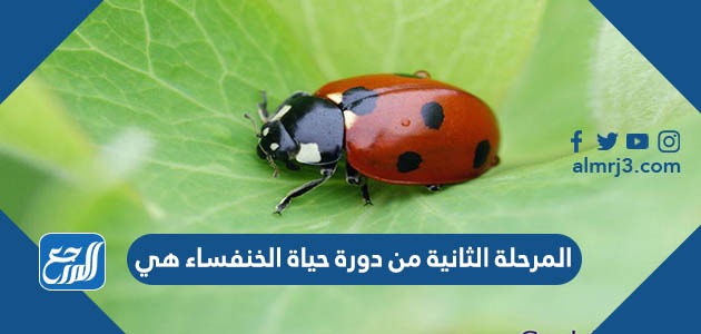 المرحلة الثانية من دورة حياة الخنفساء هي