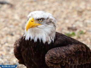 النسر الأصلع