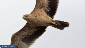 النسر الإمبراطوري الإسباني