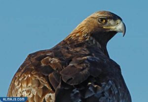 النسر الذهبي