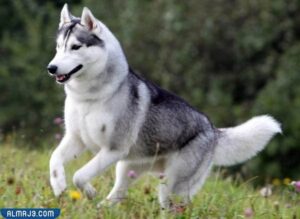 الهاسكي السيبيري