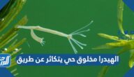 الهيدرا مخلوق حي يتكاثر عن طريق